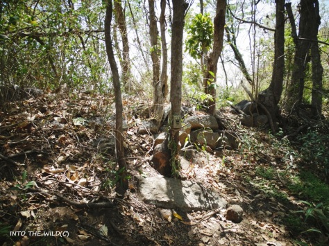 Camera trap in scrub jungle